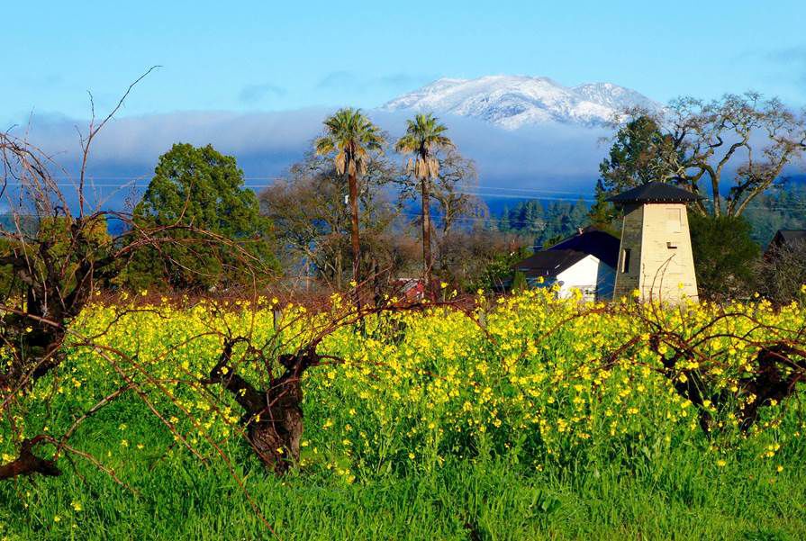 From Our Readers: Snow in Napa Valley